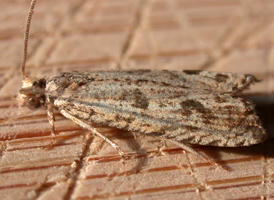 Black-blotched Bactra